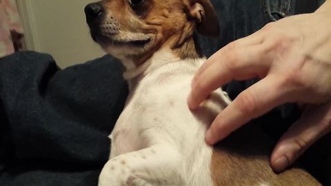 Adorable Dog Smiles When His Owner Tickles Him