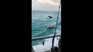 Dolphins following us