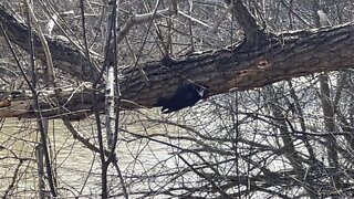 Pileated Wood Pecker is back 17