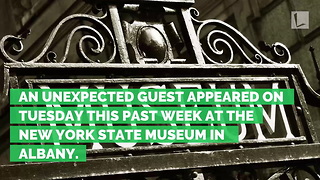 Baffled New York Police Called to Grab Coyote at Museum