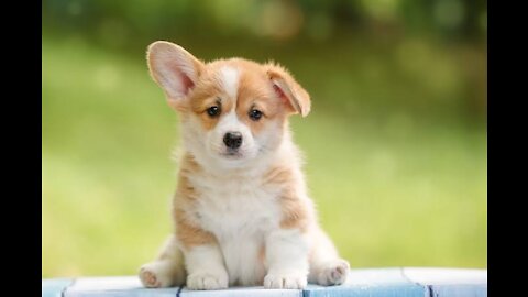 TOP 10 VERY CUTE PUPPY BREEDS