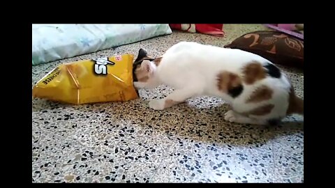 Cat eating SITOS