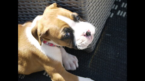 Cutest Boxer playing around Watch it!!!