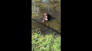 Dirty dog cools off in flooded puddle
