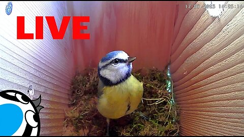 🚨LIVE🏴󠁧󠁢󠁥󠁮󠁧󠁿Bird Nest Box - Nest Building Stage