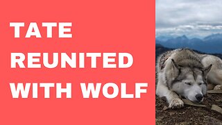 Andrew Tate Reunited With Wolf