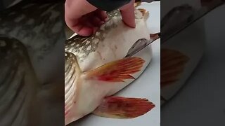 Fish gets a sea-section