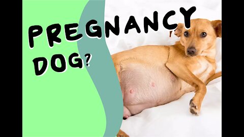 What are the early signs of dog pregnancy?