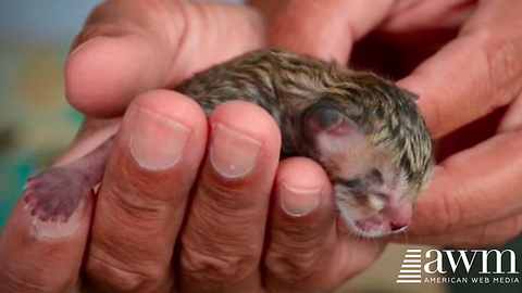 Family Rescues Newborn Cat From Death, Soon Realizes It’s No Kitten