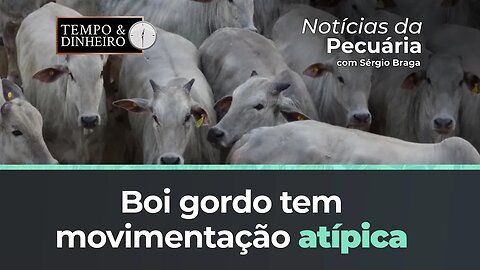 Boi gordo tem movimentação atípica de contratos na B3 enquanto mercado físico derrete