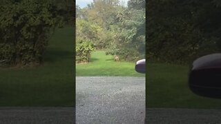 5 deer in my yard
