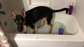 Puppy ecstatic to play with bath water