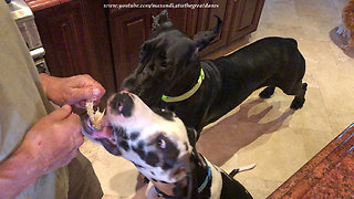 Polite Great Dane and Puppy Enjoy a Chicken Snack