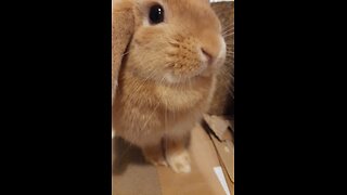 Introducing my rabbit - cuteness overload!