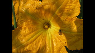 Flowers Dotting The Vine Orange Pumpkin Flower August 2023