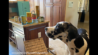 Happy Great Dane Helps Open Gourmet Food Basket From London