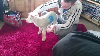 Pet lamb really enjoys head scratch