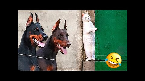 Funniest Animal Videos 2022 - Best Funny Dogs And Cats Videos #5