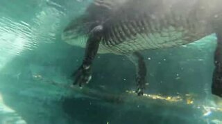 Fearless man swims under huge alligator