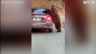 Un ours attaque une voiture en Californie