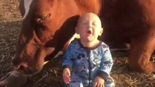 Baby befriends a cow