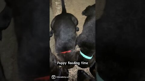 Dutch Shepherd puppy feeding time. #dutchshepherd #dutchshepherdpuppy