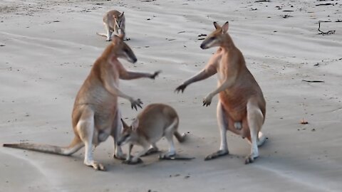 Amazing Wallaby Fight on the Beach