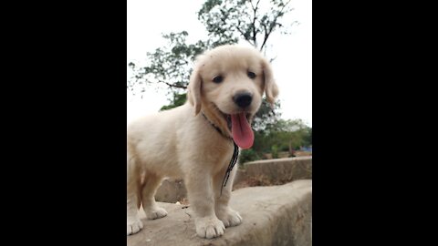 Cute puppy bathing