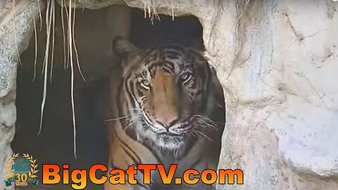 Come along with #CaroleBaskin at Big Cat Rescue for updates on the wildcats! 07 08 2023
