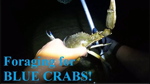 NIGHT Foraging for BLUE CRABS! and more surprise at end....