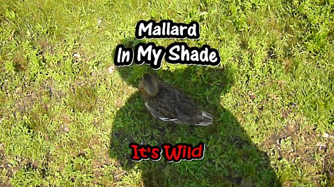 Mallard In My Shade
