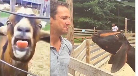 Goats Screaming Like Humans, Try Not to Laugh 🐐 😲 😀2021 Compilation