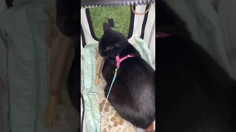 Kitty in her crib birdwatching in the rain