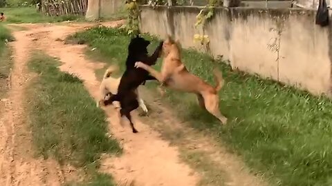 Playing at night time black is verry smart this new video #dog #dogfight #cutdog