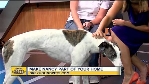 Rescues in Action June 10, 2018 | Make Nancy a part of your family