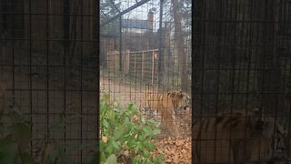 tiger at lansing zoo