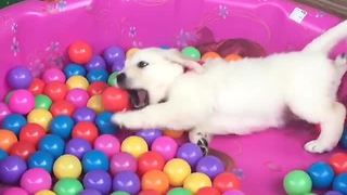 Puppy ecstatic to be playing in ball pit