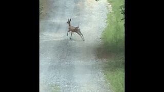 Whitetail deer bebopping down the road