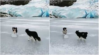 Un cane si allena per la gara di curling