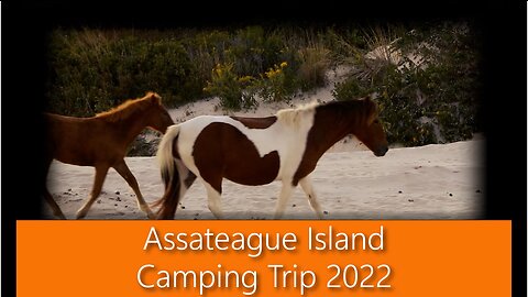 Assateague Wild Horse Campground Solution - Super Soaker Water Gun!! #assateagueisland #wildhorses
