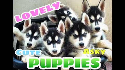 SEE HOW LOVELY AND ADORABLE THIS CUTE ASKY PUPPIES