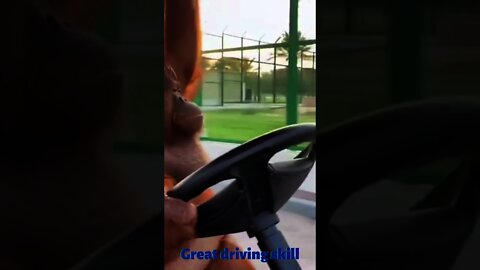 Funny amazing gorilla driving skill #shorts