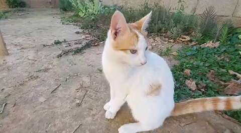 The time for cleaning for the sweet cat