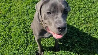 Fox Poo Walk and Talk Bruce The Puppy Cane Corso 50 KG 110 Lbs 9.5 Months Old