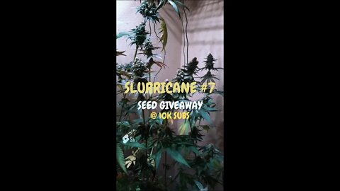 Seeds Giveaway @10K Subs! + Hunting for a Slurricane #7 Keeper Pheno