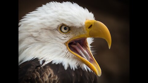 See the strangest types of falcons