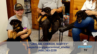 Paw Pals TV: Kat Lloyd features Jaylah, Chekov, & Scotty, 14 week old Rottweiler mix puppies!