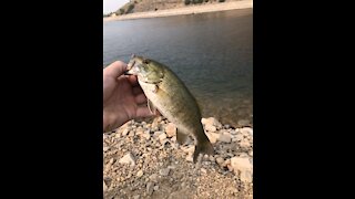 INSANE FISHING- Double smallmouth hookup