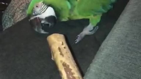 Macaw Throws Temper Tantrum When He Is Told It’s Time For Bed