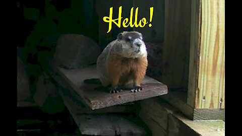 Adorable woodchuck in our woodshed in Northern Maine!